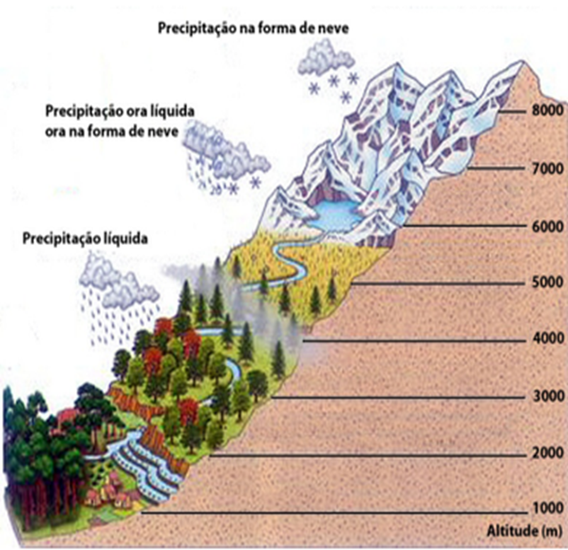 Quais são as Características da Vegetação de Altitude?